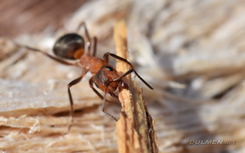 Southern Wood Ants (Formica rufa)